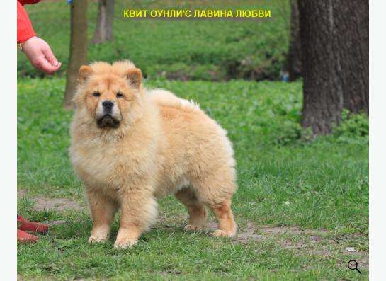 Щенки чау-чау в Москве фото 7