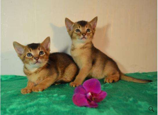 Породистые котята в Кисловодске фото 12