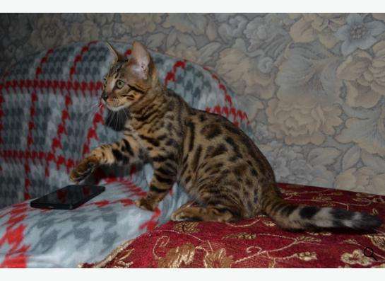 Породистые котята в Кисловодске фото 11