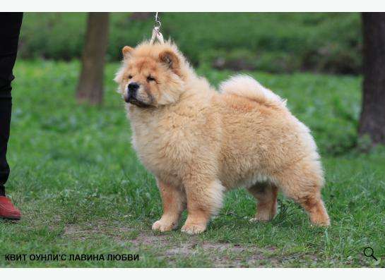 Щенки чау-чау в Москве фото 6