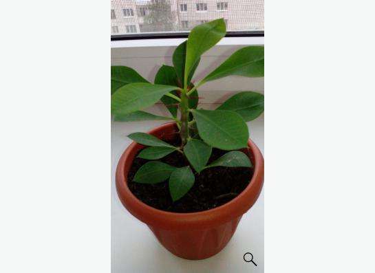 Комнатные цветы- АЛОЭ_ВЕРА в Екатеринбурге фото 4