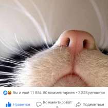 Щенки в надежные руки, в Москве