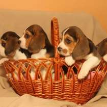 Щенки бигля, в Пензе