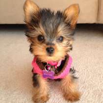 Йоркширский терьер Магнитогорск, в Магнитогорске