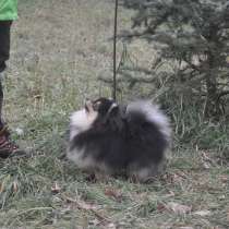 Сен Лоран С Рублевки, в Москве