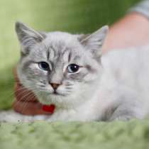 Халва чудесный тайский котенок в добрые руки, в г.Москва