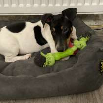 Щенок Джек Рассел, в Москве