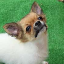 Щенки чихуахуа на любой вкус и кошелек, в Иванове