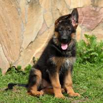 Немецкая овчарка Тобольск, в Тобольске