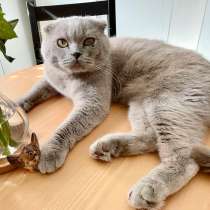 Кот Хью британский красавец в дар, в Москве