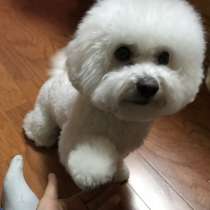 Бишон фризе Курган, в Кургане