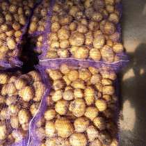 Картофель Гала урожай 2019 г, в Кунгуре