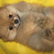 Шпиц Муром, в Муроме