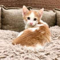 Крошечный богатырь котенок Лучик в дар, в Москве