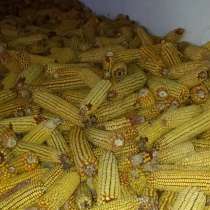 Кукуруза в початках 1 тонна - 80 000 тенге, в г.Жаркент