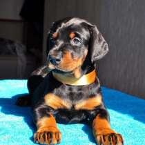 Доберман Геленджике, в Геленджике