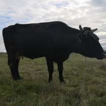 Продам двойных коров, в г.Луганск