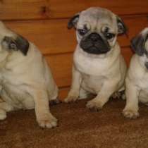 Щенки Мопс, в Нижнем Новгороде