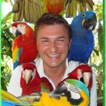 Попугаи птенцы, молодые птицы. Клетки. Москва, в Москве