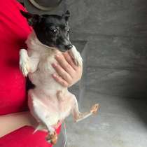 Американский той-фокстерьер мальчик в дар, в Москве