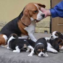 Бигль Йошкорола, в Йошкар-Оле