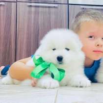 Огромный выбор щенков самоедской лайки, в Северодвинске