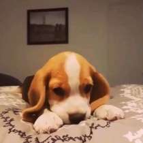 Бигли щенки 2.5мес, в Санкт-Петербурге