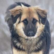 Щенок-подросток Сара в дар!, в Москве