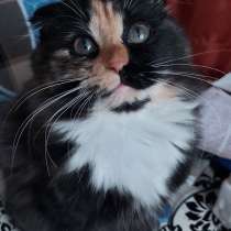 Süße Katze, в г.Берлин