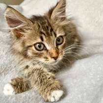 Пушистая котенок Конфетка ищет дом, в Москве