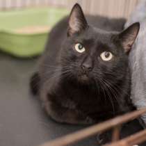 Очаровательная Ночка в поисках уютного дома, в Москве