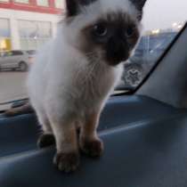 Милый голубоглазый котёнок, мальчик. Порода Тайская, в Нижнем Новгороде