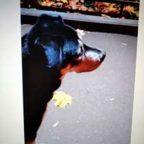 Бруно ищет хозяев, в Москве