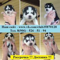 Продаю достойных щеночков хаски, в Твери