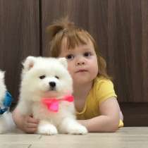 Мишутки Щеночки самоедской лайки), в Выксе