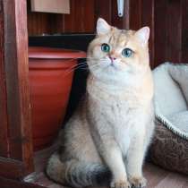 Шикарный Британский Золотой кот!, в Красноярске