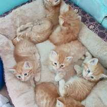 Котята, в Владивостоке
