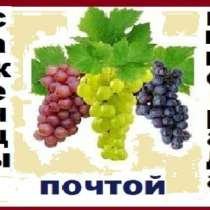 Саженцы винограда от производителя-почто, в Ростове-на-Дону