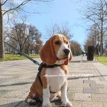 Бигль щенок, в Севастополе