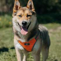 Разноглазый рыжий пёс Гера в дар, в Москве