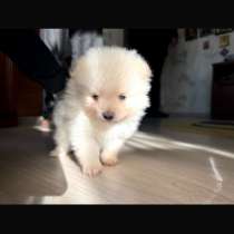 Шпиц мини мальчик, в Барнауле