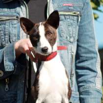 ❤️‍?Шикарная девочка басенджи ❤️‍?, в г.Стамбул