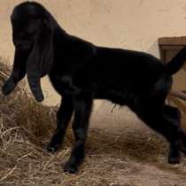 Продажа, КОЗЛИК, в г.Минск