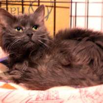 Ласковая Дымка ищет дом, где её будут ценить, в Москве