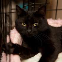 Наблюдательный Бегемотик мечтает уехать домой, в Москве