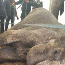 Ужас!!! Смерть слона в цирке братьев Гертнер!!!!, в г.Тарту