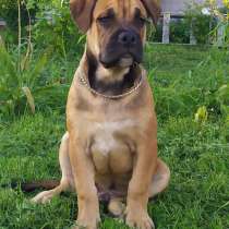 Щенок ка де бо (кадебо), в Москве