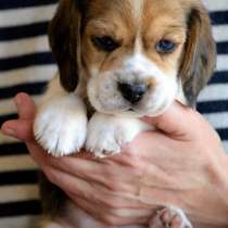 Бигль Муром, в Муроме