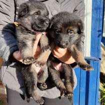 Щенок немецкой овчарки, в г.Минск