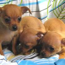 Той терьер Тамбов, в Тамбове